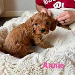 Annie - Red female Cavapoo puppy in Calumet, Oklahoma from H&H Cavapoos