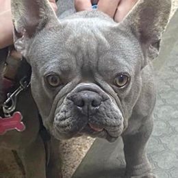 French Bulldogs and Pembroke Welsh Corgis from M Day Puppies