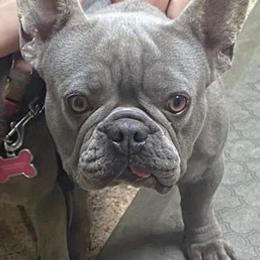 French Bulldogs and Pembroke Welsh Corgis from M Day Puppies