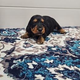 Lilac - Black and tan female Dachshund puppy in Anaconda, Montana from Montana Country Dachshunds