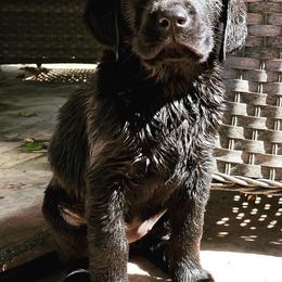 Labrador Retrievers from Love Bug Labs