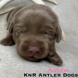 Aspen - Silver female Dilute Retriever puppy in Grants Pass, Oregon from KnR Antler Dogs
