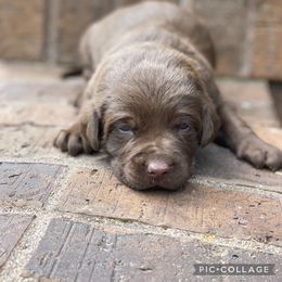 Labradoodle and Labrador Retriever Puppies from Castlegate Labs & Doodles