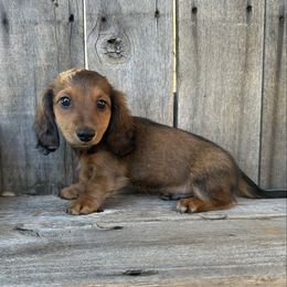 Bolt - Red male Dachshund puppy in South Willard, Utah from Doxies in the Sun