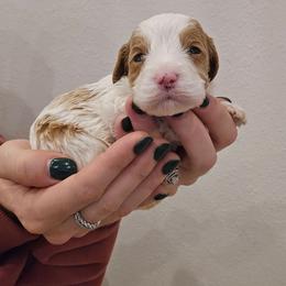 Bo - Blenheim male Cavapoo puppy in Fordland, Missouri from K&K's Puppy Kingdom