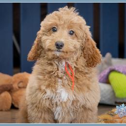 Blizzard - Red  male Goldendoodle puppy in Connersville, Indiana from Deaz Doodle Ranch