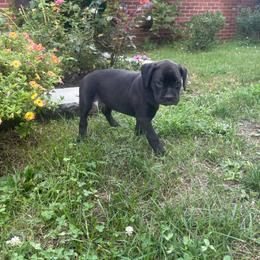 Green collar boy - White male Boxer puppy in East Longmeadow, Massachusetts from Boxer Bliss