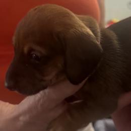 Dachshund Puppies from Lolley Dachshunds