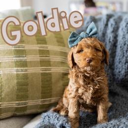 Goldie - Caramel female Australian Labradoodle puppy in Ardmore, Oklahoma from Mop Top Doodle Co.