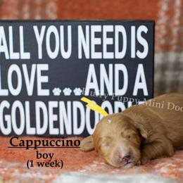 Cappuccino  YELLOW COLLAR  Boy 3500 - Red  male Goldendoodle puppy in Corona, California from Fluffy Puppy Mini Doodles LLC