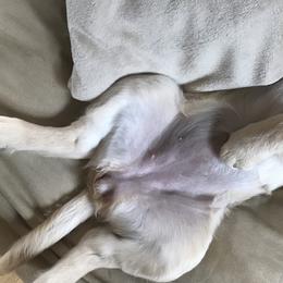 Golden Retriever Puppies from Bennett Goldens