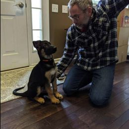 German Shepherd Puppies from Frankenhaus German Shepherds