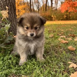 Red Sable Male - Red sable male Pomeranian puppy in Harrah, Oklahoma from Sunshines Pomeranians & Cavapoos
