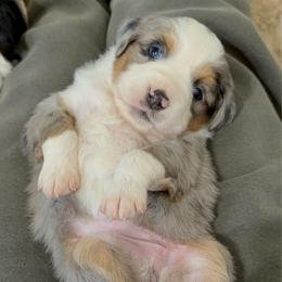 BMF 1 - Name: TBD. - Blue merle female Miniature Australian Shepherd puppy in Shingletown, California from Whiskeytown Aussies