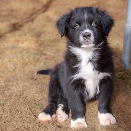 Australian Shepherd and Miniature Australian Shepherd Puppies from Black Hills Aussies