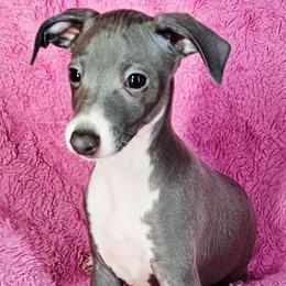 Kingdom Come - Blue male Italian Greyhound puppy in Cadwell, Georgia from All The DoDa Day Italian Greyhounds