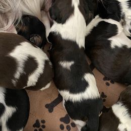 English Springer Spaniel Puppies from Clucking Homestead Springers