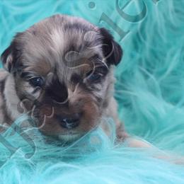 Australian Shepherd, Miniature Australian Shepherd, and Toy Australian Shepherd Puppies from KNJ Aussies