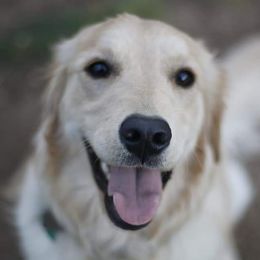 Kayda - Golden Retriever