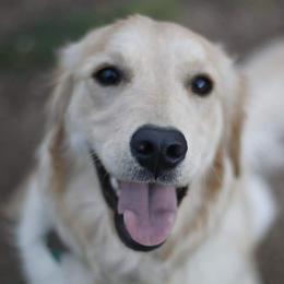 Kayda - Golden Retriever