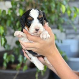 Flory - Tri-color female Bernedoodle puppy in Millersburg, Ohio from T Sanctum