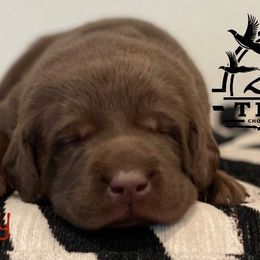 Labrador Retriever Puppies from Travis’ Chocolate Labradors