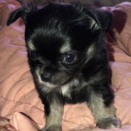 Bridget - Black female Chihuahua puppy in Amelia, Virginia from Pannell’s Precious Pups