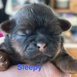 Sleepy - Chocolate and tan female Shih Tzu puppy in Bloomfield, Indiana from Meihem Pups