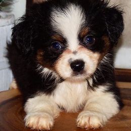Toy Australian Shepherds from AB Toy Aussies