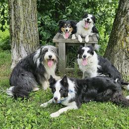 Border Collie All Grown Up from LaTiKi Border Collies