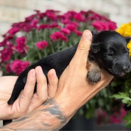 Pink - Black and red female German Shepherd puppy in New York from Spitze German Shepherds