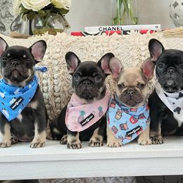 French Bulldog Puppies from Emeraldfrenchies