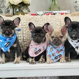 French Bulldog Puppies from Emeraldfrenchies