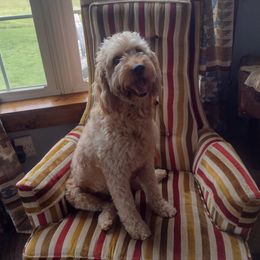 Mavis - Goldendoodle