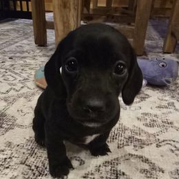 Dachshund Puppies from Ziva's Friends