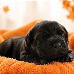 Enzo - Black male Cane Corso puppy in El Paso, Texas from PaPaws Gotta Love It Kennels