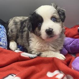 Miniature Australian Shepherd and Toy Australian Shepherd Puppies from Rye Hill Aussies