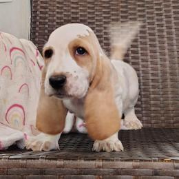 Charlotte - Lemon and white female Basset Hound puppy in Newton Grove, North Carolina from MGA Basset Hound