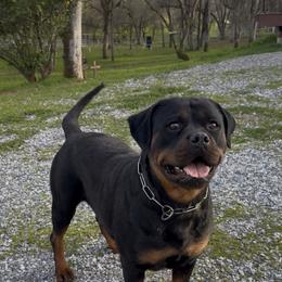 Rottweiler puppies from Cali Rottweilers LLC