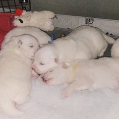 American Eskimo Dog Puppies from SkyFlyer Eskies