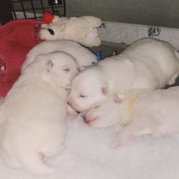 American Eskimo Dog Puppies from SkyFlyer Eskies