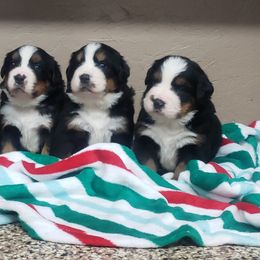 Bernese Mountain Dog Puppies from Swamp Creek Berners