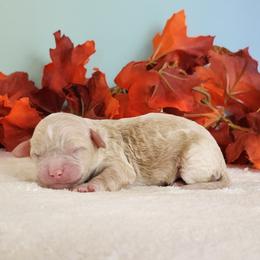 Raya - Red female Cockapoo puppy in Louisburg, North Carolina from Raven Oak's Mini Cockapoos and Mini Dachshunds