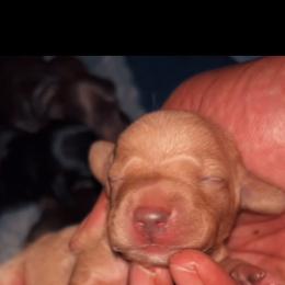Rose - Red female Dachshund puppy in Los Angeles, California from Mini Doxies R Us