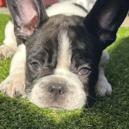 French Bulldog All Grown Up from Frenchie Tempest
