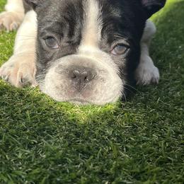 French Bulldog All Grown Up from Frenchie Tempest