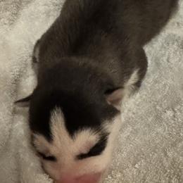 Female - Black and white female Siberian Husky puppy in Doswell, Virginia from Shinko Siberians