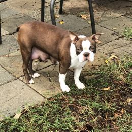 Red - Boston Terrier