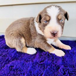 Roxy - Red tri-color female Australian Shepherd puppy in Charlotte, North Carolina from Awesome Aussies