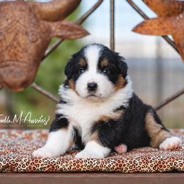 Demi - Black tri-color female Australian Shepherd puppy in Olivehurst, California from Double M Aussies